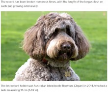 【海外発！Breaking News】世界一まつ毛の長い犬「17.8センチ」で数年ぶりにギネス記録を更新（米）
