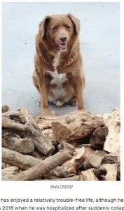 「史上最高齢の犬」に認定されたボビ（画像は『Guinness World Records　2023年2月2日付「Oldest dog EVER record broken by 30-year-old Bobi from Portugal」』のスクリーンショット）