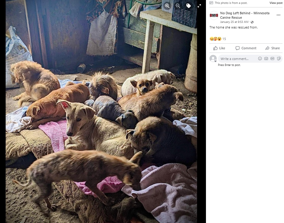 23匹が保護されたゴミ屋敷（画像は『No Dog Left Behind - Minnesota Canine Rescue　2023年1月25日付Facebook「The home she was rescued from.」』のスクリーンショット）