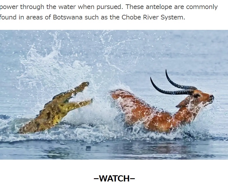 ワニを後ろ足で蹴り上げるリーチュエ（画像は『Latest Sightings　2023年2月1日付「Buck Swims for Its Life from Crocodile」』のスクリーンショット）