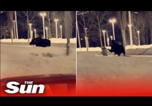 【海外発！Breaking News】犬を散歩中の女性、背後からヘラジカに頭をキックされる（米）＜動画あり＞