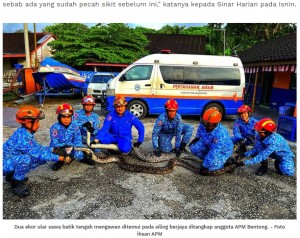 2匹のヘビを捕らえたマレーシア民間防衛軍の隊員ら（画像は『Sinar Harian　2023年2月13日付「Bunyi ular sawa batik mengawan rupanya」（Foto ihsan APM）』のスクリーンショット）