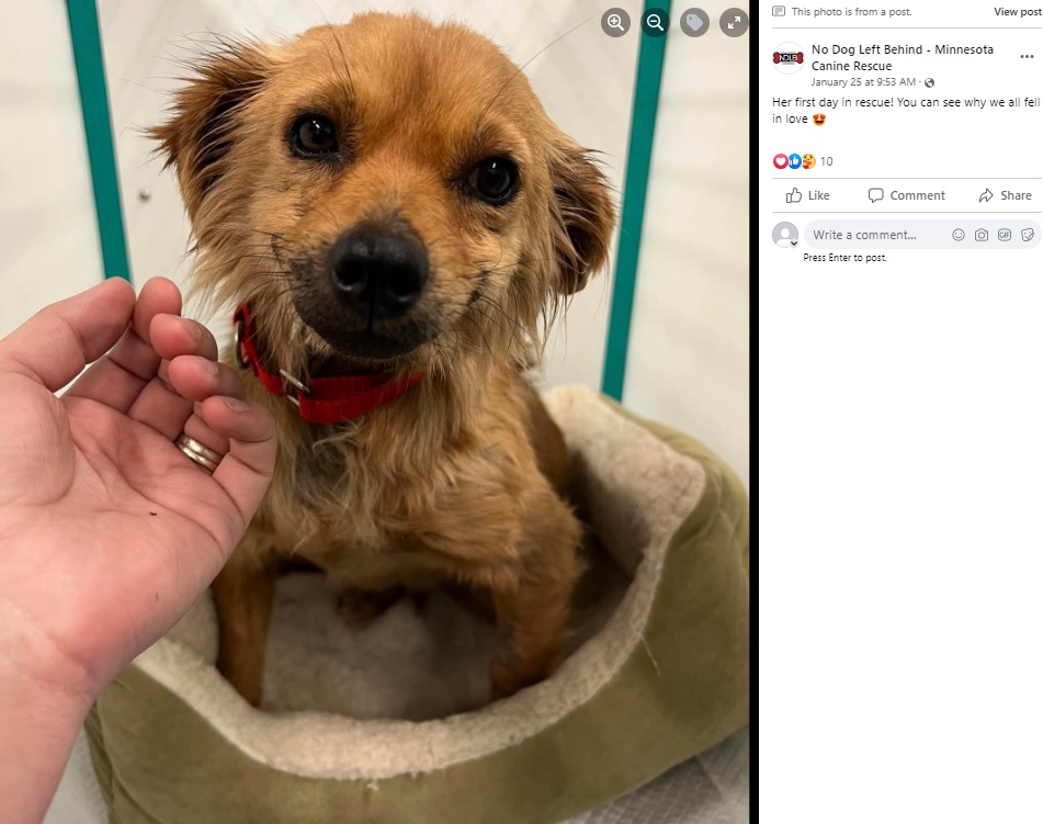 笑顔が止まらない保護犬“スマイル”（画像は『No Dog Left Behind - Minnesota Canine Rescue　2023年1月29日付Facebook「We received the best news!!」』のスクリーンショット）