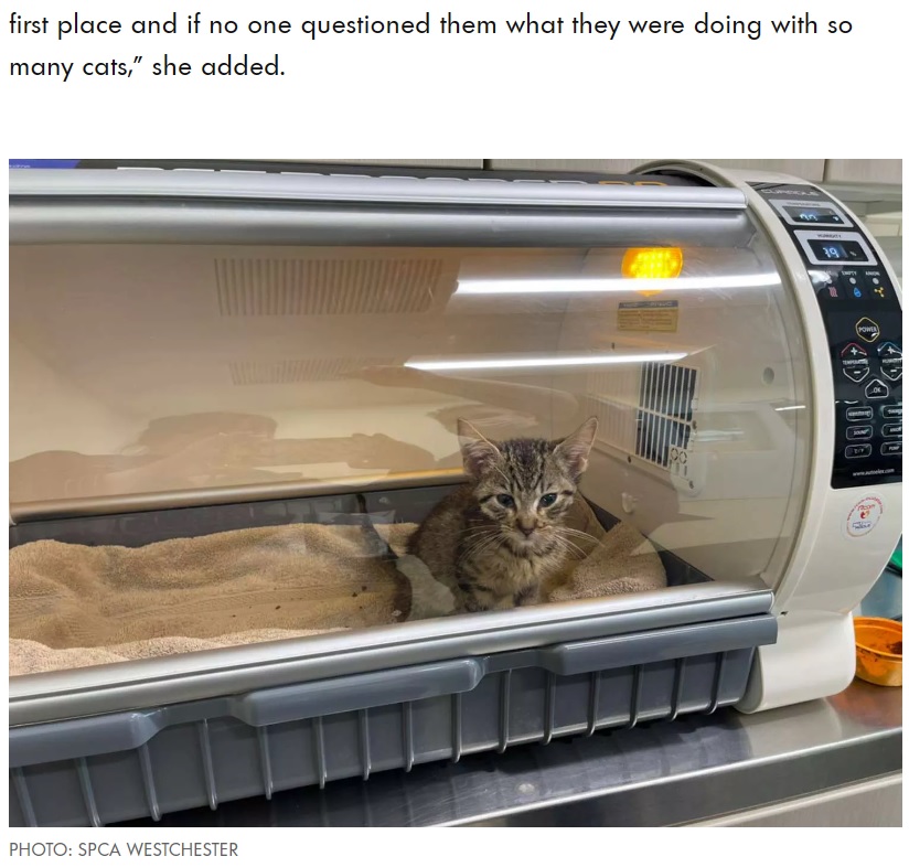 一部の猫は深刻な健康問題を抱えておりすぐに治療が必要な状態だった（画像は『People.com　2023年2月3日付「N.Y. Cops Find Man and Woman Dead in ‘Dilapidated’ Home with 150 Cats Inside: ‘Absolutely Horrific’」（PHOTO: SPCA WESTCHESTER）』のスクリーンショット）