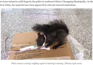 【海外発！Breaking News】中国の警察が“麻薬探知リス”を導入　「素晴らしい結果を残している」と訓練士も感心＜動画あり＞