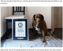 【海外発！Breaking News】世界一の長寿犬は30歳超　ギネス史上最高齢にも認定（ポルトガル）＜動画あり＞