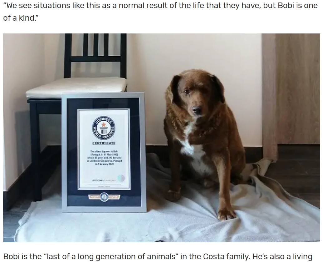 30歳266日で新記録を達成した犬（画像は『Guinness World Records　2023年2月2日付「Oldest dog EVER record broken by 30-year-old Bobi from Portugal」』のスクリーンショット）