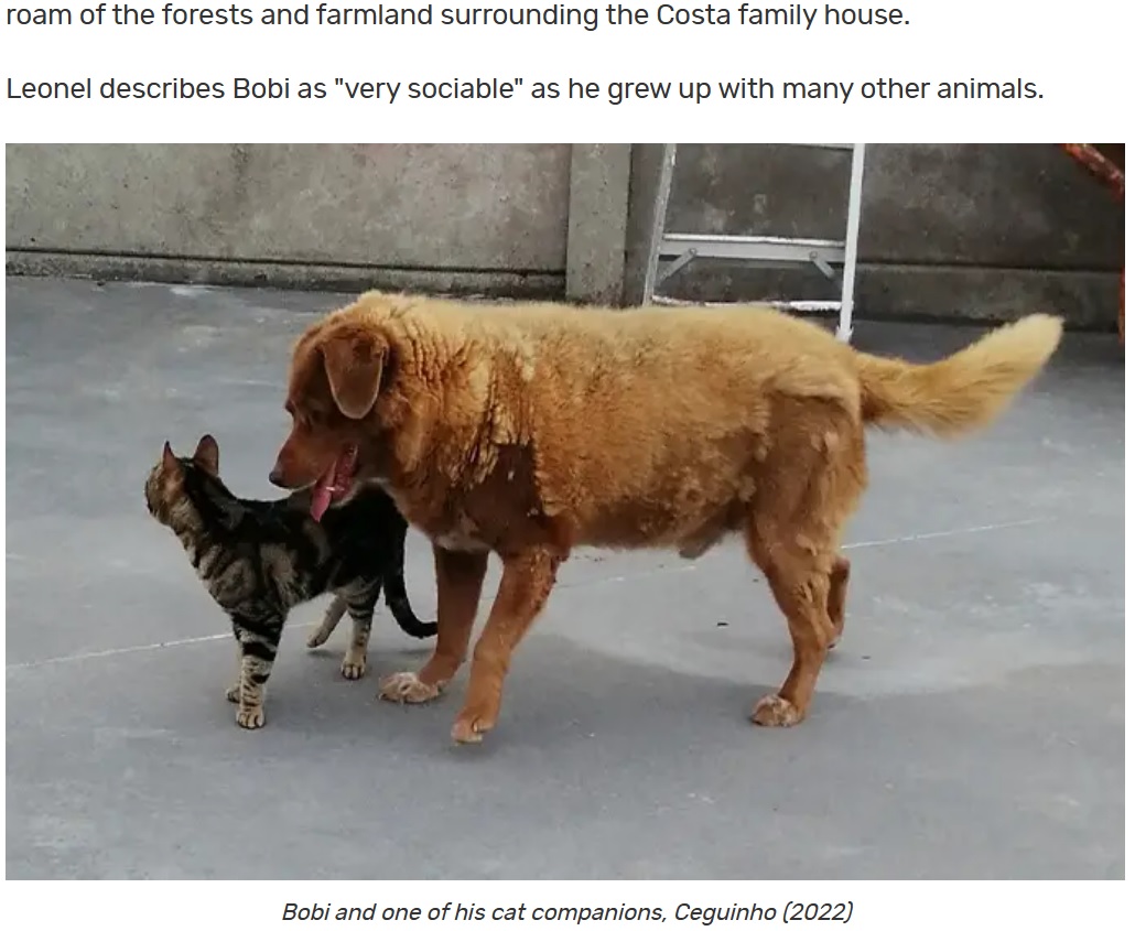猫と仲良く過ごすボビ（画像は『Guinness World Records　2023年2月2日付「Oldest dog EVER record broken by 30-year-old Bobi from Portugal」』のスクリーンショット）