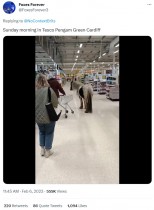 【海外発！Breaking News】野生のポニーがスーパーに入店　偶然居合わせた保護団体スタッフが乗り外へ（英）＜動画あり＞