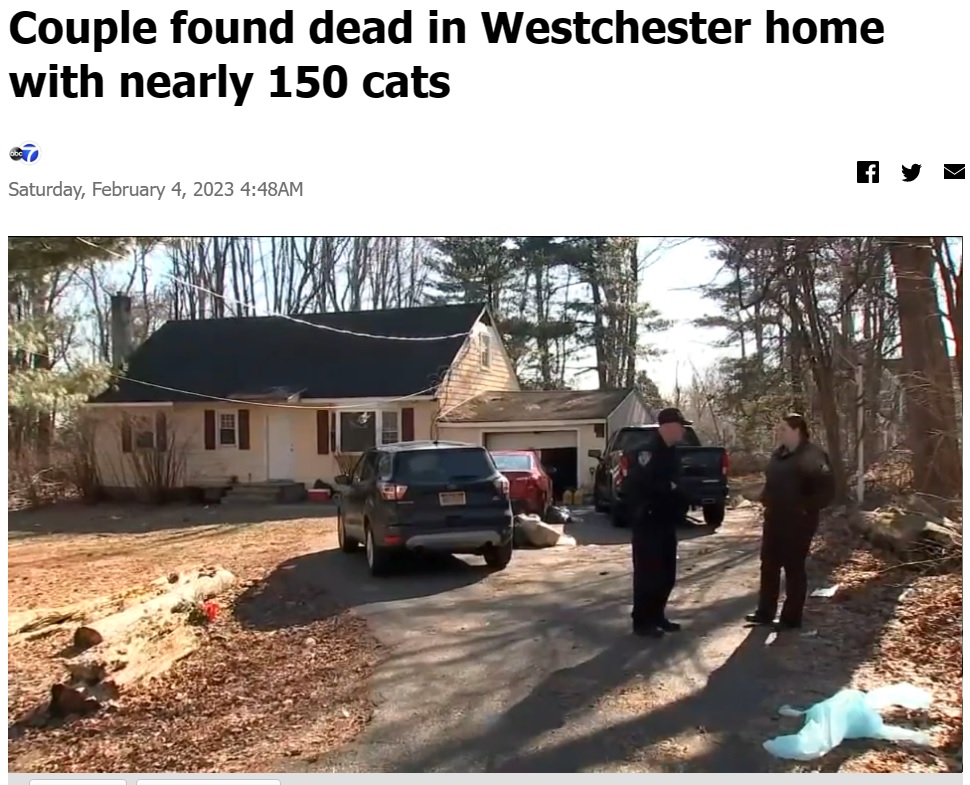 室内だけでなく壁や天井からも多くの猫が発見された（画像は『ABC7 New York　2023年2月4日付「Couple found dead in Westchester home with nearly 150 cats」』のスクリーンショット）