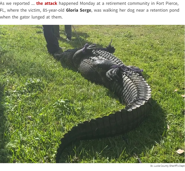 捕獲され、ロープで脚を縛られたワニ（画像は『TMZ　2023年2月22日付「TERRIFYING VIDEO, 911 AUDIO RELEASED... ‘An Alligator Has A Woman!!!’」（St. Lucie County Sheriff’s Dept）』のスクリーンショット）