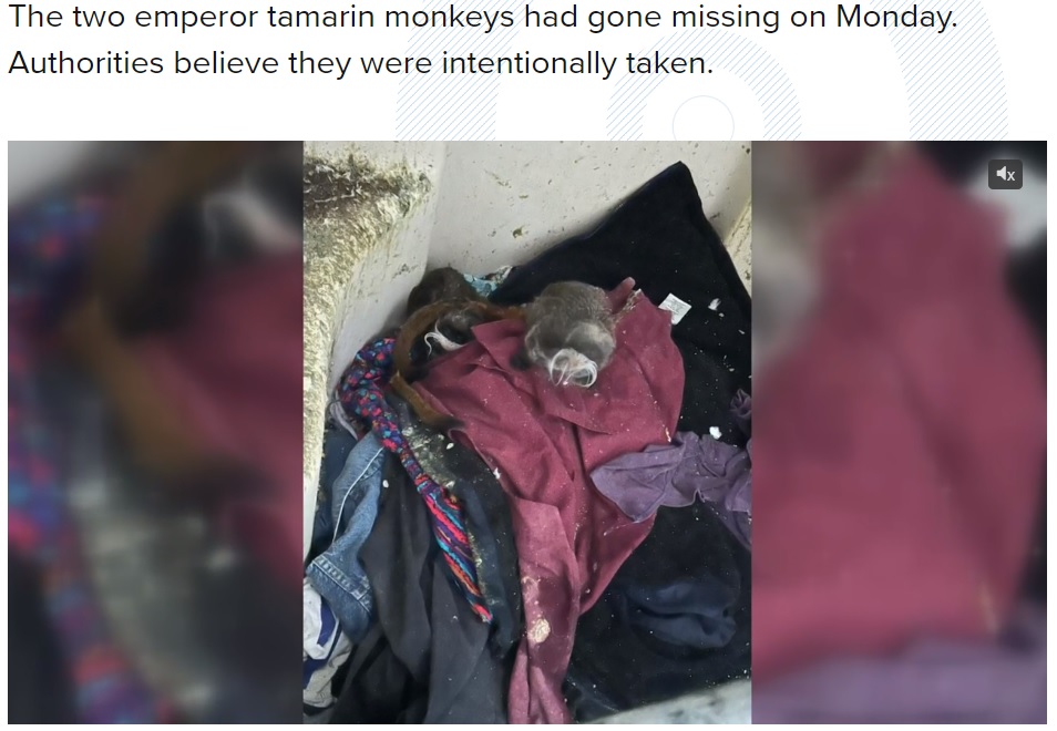 廃屋で発見されたエンペラータマリン（画像は『WFAA　2023年2月1日付「Missing Dallas Zoo monkeys found by police」』のスクリーンショット）