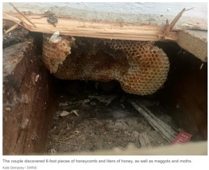 壁や床下などに作られていた蜂の巣（画像は『New York Post　2023年3月13日付「We discovered our new home is a beehive ― honey drips from the walls」（Kate Dempsey / SWNS）』のスクリーンショット）