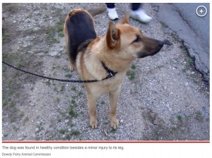 無事に保護された犬（画像は『New York Post　2023年3月9日付「Man dumps helpless pooch on Dallas roadside, drives away: video」（jeremy.boss.12/Facebook）』のスクリーンショット）