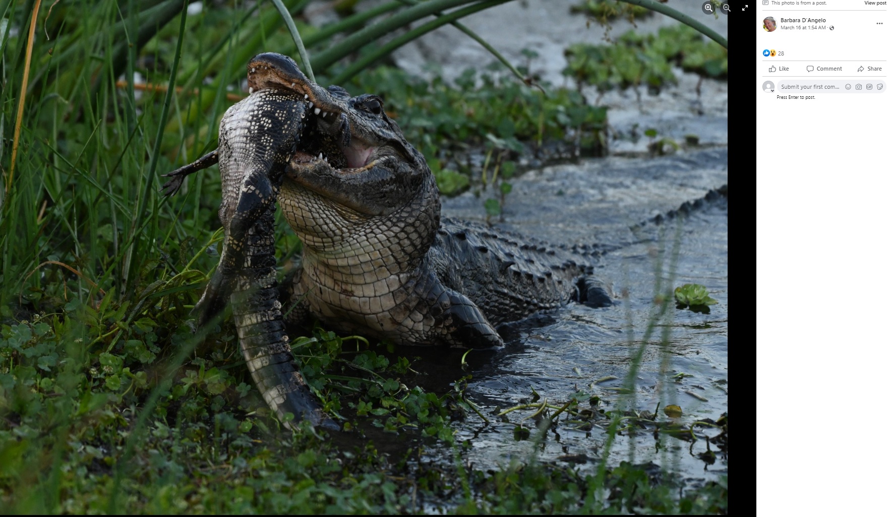 湿地帯から半分体を出した大きなワニは、小さなワニを容赦なく残酷に攻撃しつつも、近くでカメラを構え、35枚もの写真を撮ったバーバラさんをじっと見つめていたという（画像は『Barbara D’Angelo　2023年3月16日付Facebook「Some more shots of a bull alligator eating another alligator」』のスクリーンショット）