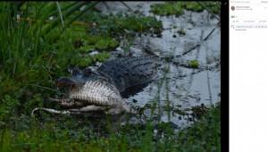 バーバラさんが撮った最後の写真。小さなワニの体が3つに畳まれ、まるでアルファベットの「S」のようになっているのが分かる。何度も叩きつけることで骨が折れ、空気を抜いたかのように獲物を小さくすることで飲み込みやすくなるという（画像は『Barbara D’Angelo　2023年3月16日付Facebook「Some more shots of a bull alligator eating another alligator」』のスクリーンショット）