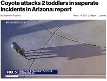 【海外発！Breaking News】玄関先に現れた野生のコヨーテ、母親の目の前で1歳男児に襲いかかる（米）＜動画あり＞