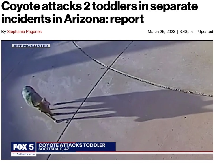 民家の玄関先に現れた野生のコヨーテが1歳男児に襲いかかり、腕に噛みつく。男児のそばにいた母親は「あっという間の出来事でした」と振り返っている（画像は『New York Post　2023年3月26日付「Coyote attacks 2 toddlers in separate incidents in Arizona: report」（Kelly Pirozzi）』のスクリーンショット）