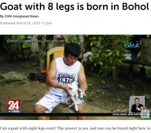 【海外発！Breaking News】胸から4本の脚が生えた“スパイダーヤギ”誕生で「幸運を呼ぶ特別な存在」と農場主（フィリピン）＜動画あり＞