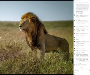 絵になるボブ・ジュニア（画像は『Asilia Africa　2023年3月14日付Instagram「Many have travelled long distances to catch a glimpse of the legendary lion with a distinctive and luxuriant black mane - King of the Serengeti （Snyggve） Bob Jr.」』のスクリーンショット）