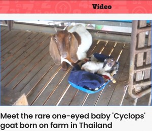 子ヤギのそばを離れない母ヤギ（画像は『Indy100　2023年3月1日付「Meet the rare one-eyed baby ‘Cyclops’ goat born on farm in Thailand」』のスクリーンショット）