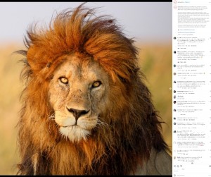 【海外発！Breaking News】“キング”と呼ばれたライオンをオス3頭が襲う、壮絶で威厳ある最期に衝撃（タンザニア）＜動画あり＞