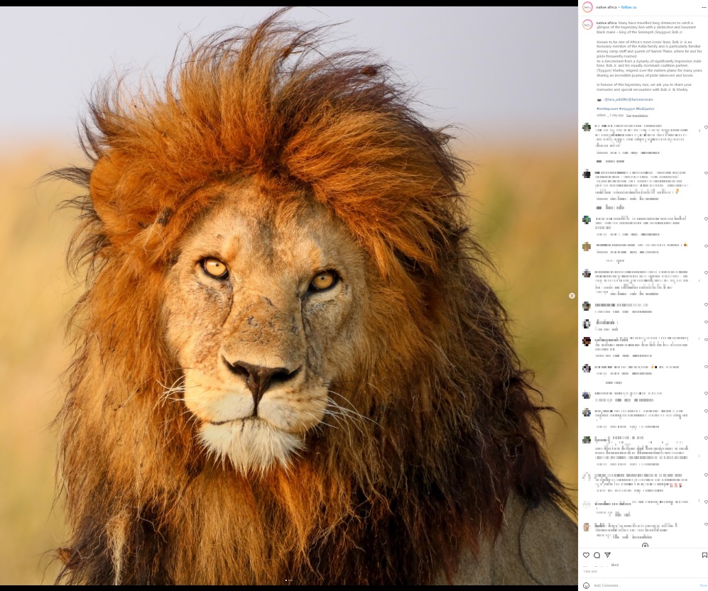 若いオスに殺された「キング・オブ・セレンゲティ」（画像は『Asilia Africa　2023年3月14日付Instagram「Many have travelled long distances to catch a glimpse of the legendary lion with a distinctive and luxuriant black mane - King of the Serengeti （Snyggve） Bob Jr.」』のスクリーンショット）