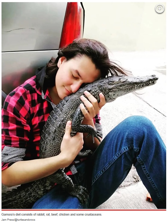 ハグをしてもらい嬉しそうなガモーラ（画像は『New York Post　2023年3月14日付「I have a pet crocodile that acts like a dog ― she even sleeps with me」（Jam Press/＠turtlesandcrocs）』のスクリーンショット）