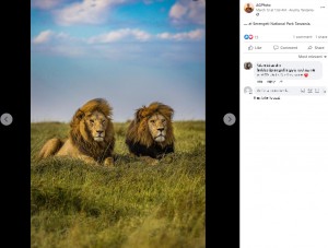 「アフリカを象徴するライオン」とまで言われた兄弟（画像は『AGPfoto　2023年3月13日付Facebook「Heartbreaking news that Tryggve,」』のスクリーンショット）