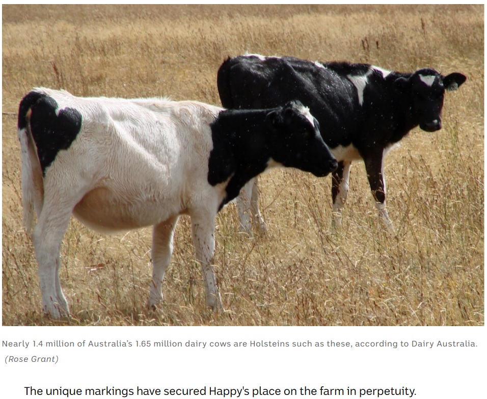 牛は様々な模様を持って生まれてくる（画像は『ABC News　2023年3月16日付「Holstein calf with smiling face markings lands role as farm lawnmower for life」（Rose Grant）』のスクリーンショット）