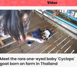 シリンジでミルクを与える女性（画像は『Indy100　2023年3月1日付「Meet the rare one-eyed baby ‘Cyclops’ goat born on farm in Thailand」』のスクリーンショット）