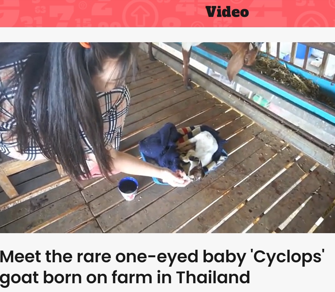 シリンジでミルクを与える女性（画像は『Indy100　2023年3月1日付「Meet the rare one-eyed baby ‘Cyclops’ goat born on farm in Thailand」』のスクリーンショット）
