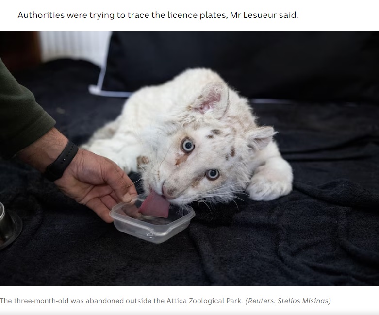 立つこともできず、水を飲ませてもらう様子（画像は『Australian Broadcasting Corporation　2023年3月19日付「Three-month-old white tiger cub found abandoned in rubbish bin outside Athens zoo」（Reuters: Stelios Misinas）』のスクリーンショット）
