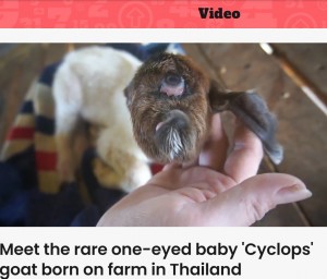 額に大きな目が1つある子ヤギ（画像は『Indy100　2023年3月1日付「Meet the rare one-eyed baby ‘Cyclops’ goat born on farm in Thailand」』のスクリーンショット）