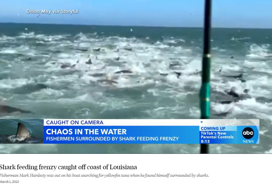 数百匹のサメで白く沸き立つ海（画像は『ABC News　2023年3月1日付「Shark feeding frenzy caught off coast of Louisiana」』のスクリーンショット）