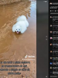 【海外発！Breaking News】潔癖症だと思っていた白い犬、トリミング直後に水たまりに飛び込み飼い主驚愕（ブラジル）＜動画あり＞