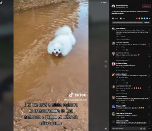 【海外発！Breaking News】潔癖症だと思っていた白い犬、トリミング直後に水たまりに飛び込み飼い主驚愕（ブラジル）＜動画あり＞