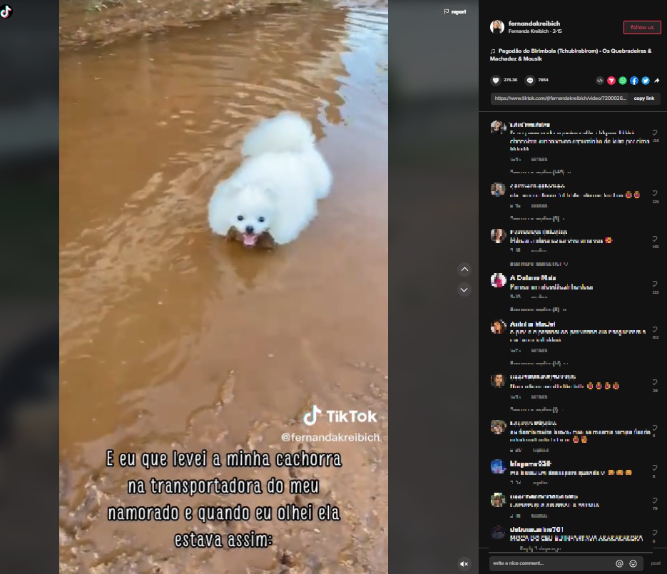 水たまりに飛び込んだ真っ白な被毛の犬（画像は『Fernanda Kreibich　2023年2月15日付TikTok』のスクリーンショット）