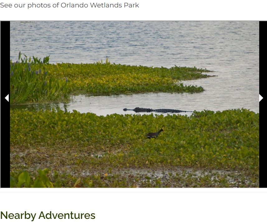 米フロリダ州クリスマスにある約6.7平方キロメートル（1650エーカー）の人工湿地「オーランド・ウェットランズ・パーク（Orlando Wetlands Park）」では、アリゲーター（ワニ）の姿が時折見られる（画像は『Florida Hikes　「Orlando Wetlands Park」』のスクリーンショット）
