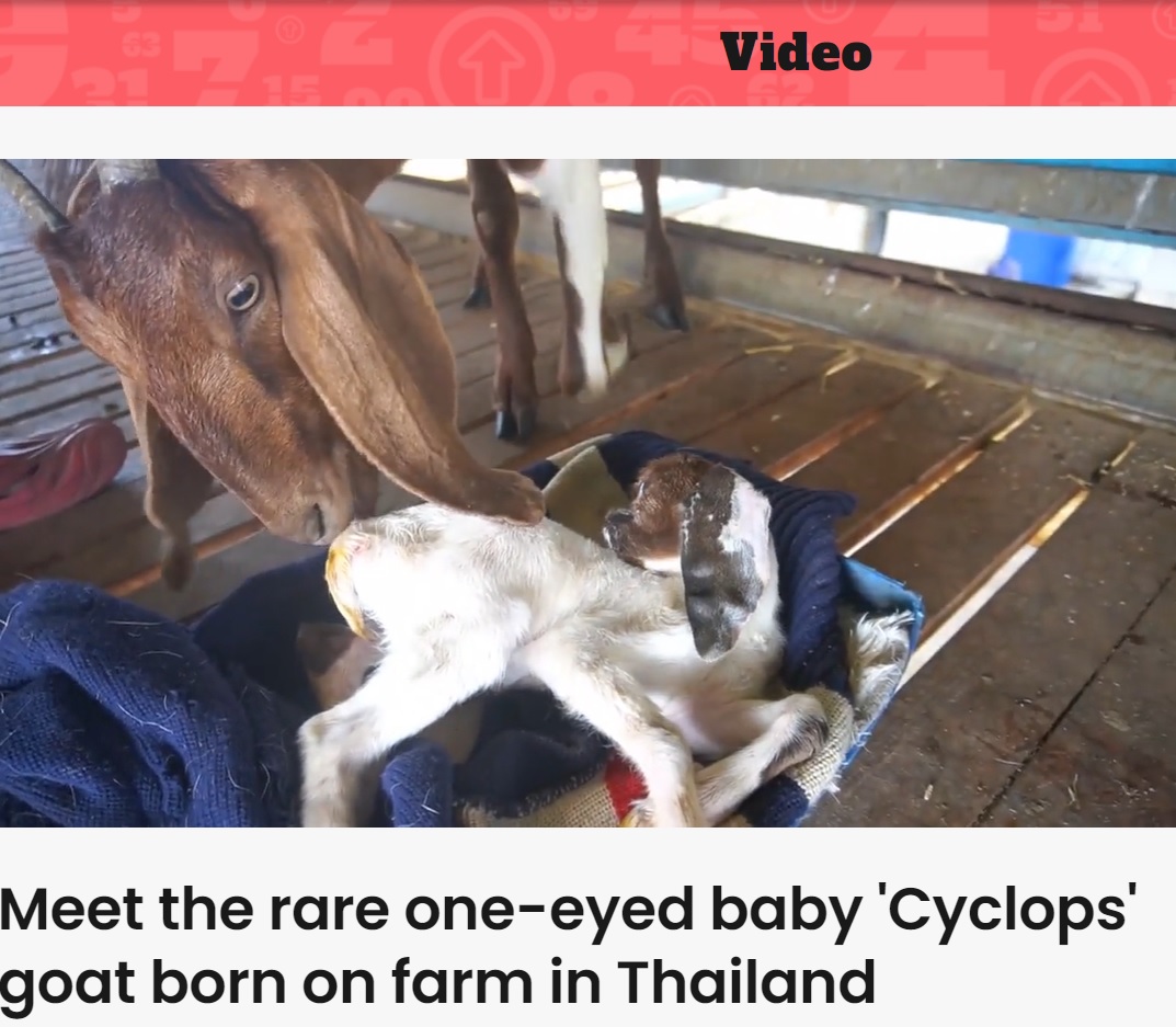 単眼症の子ヤギと母ヤギ（画像は『Indy100　2023年3月1日付「Meet the rare one-eyed baby ‘Cyclops’ goat born on farm in Thailand」』のスクリーンショット）