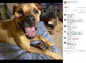 投稿から48時間以内にボランティアの家庭に預けられたダッチェス（画像は『Rescue Dogs Dream, Inc.　2022年12月17日付Facebook「Welcome Dutchess to Rescue Dogs Dream」』のスクリーンショット）