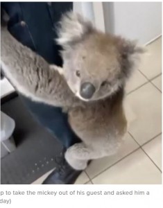 他の店員が近づいても逃げる様子を見せないコアラ（画像は『9Now　2023年3月5日付「Koala’s surprise visit to Adelaide service station」（Supplied/Today）』のスクリーンショット）