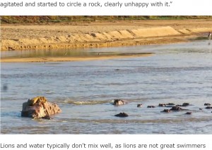 自分たちの縄張りに侵入してきたライオンに腹を立て、次第に岩を囲むように集まってきたカバの群れ。ライオンは身動きが取れず、じっと群れの様子をうかがっている（画像は『Latest Sightings 　2023年3月14日付「Hippos Attack Lion That’s Stranded on a Rock in a River」』のスクリーンショット）