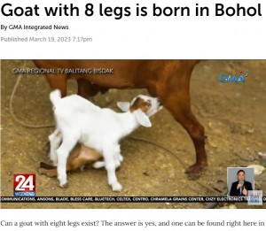 母ヤギのお乳を飲むマヤ。普通のヤギのように見えるが、胸からは過剰な脚が4本ぶら下がって誕生した。「こんな動物は見たことがない」と驚く飼い主は、マヤをペットとして大切に育てることに決めたという（画像は『GMA Network　2023年3月19日付「Goat with 8 legs is born in Bohol」』のスクリーンショット）