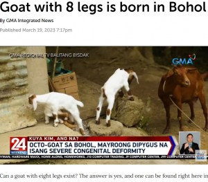 胸から突き出した脚を引きずって歩くマヤ（左）。移動をするのは大変そうだが、飼い主は「きょうだいヤギや他の動物たちと遊ぶのが大好きなようだ。健康に問題はない」と語る（画像は『GMA Network　2023年3月19日付「Goat with 8 legs is born in Bohol」』のスクリーンショット）