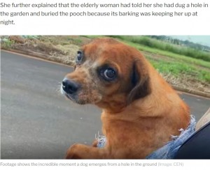【海外発！Breaking News】82歳女、「鳴き声がうるさい」と近所の犬を生き埋めにし物議（ブラジル）＜動画あり＞