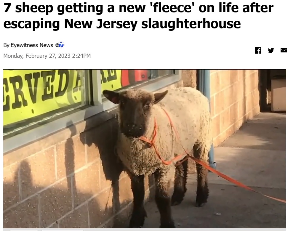 ドーナツ店の近くで見つかった1頭（画像は『ABC7 New York　2023年2月28日付「7 sheep getting a new ‘fleece’ on life after escaping New Jersey slaughterhouse」』のスクリーンショット）