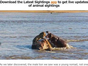 自分の体格の3倍はあろうかという巨大なカバに突然襲われ、岩の隅に追いやられるライオン。この直後、ライオンは水の中に飛び込み、命からがら逃げだした（画像は『Latest Sightings 　2023年3月14日付「Hippos Attack Lion That’s Stranded on a Rock in a River」』のスクリーンショット）