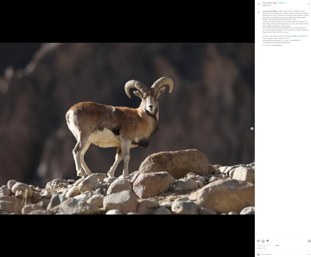 インド北部ラダック地方に生息する野生のヒツジ「ウリアル」（画像は『Snow Leopard Lodge　2022年10月1日付Instagram「Ladakh Urial or Ovis orientalis is a wild sheep found in Ladakh and Pakistan.」』のスクリーンショット）