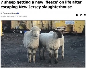 【海外発！Breaking News】食肉処理場から脱走か　保護された羊7頭、広い農場で第二の人生を歩む（米）＜動画あり＞